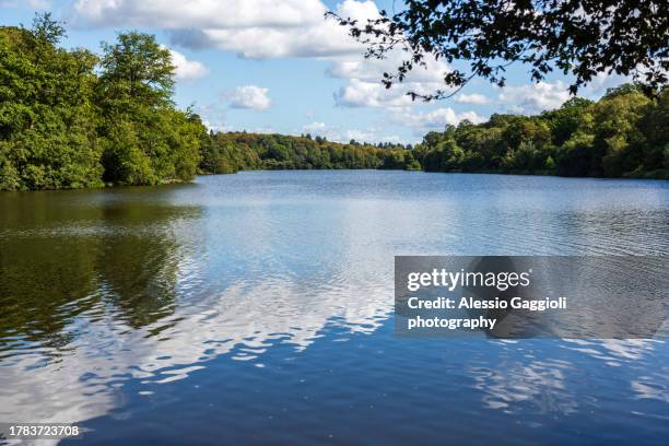 virginia water. royal parks - virginia water uk stock pictures, royalty-free photos & images