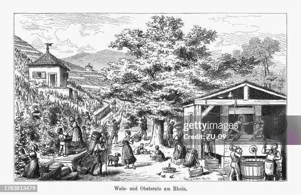 ilustraciones, imágenes clip art, dibujos animados e iconos de stock de cosecha de vinos y frutas en el valle del rin, xilografía, 1894 - vendimia