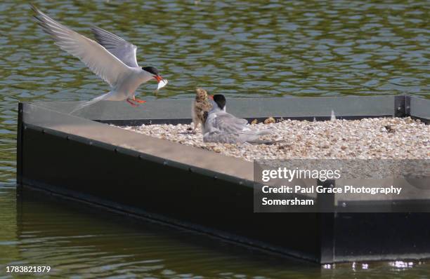 common tern in flight over nest with fish. - tern stock pictures, royalty-free photos & images