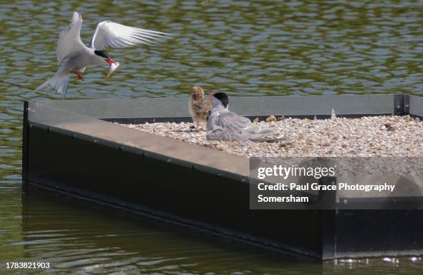 common tern in flight over nest with fish. - tern stock pictures, royalty-free photos & images