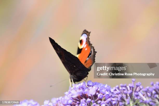 country garden peacock butterfly - animal antenna stock pictures, royalty-free photos & images