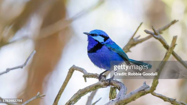 male splendid fairywren, blue wren - malurus splendens - songbird stock pictures, royalty-free photos & images