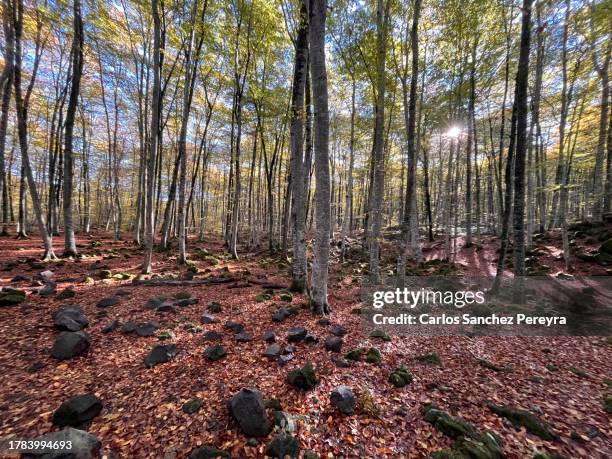 Fageda Bio 157 Fageda Stock Photos, High-Res Pictures, and Images - Getty Images
