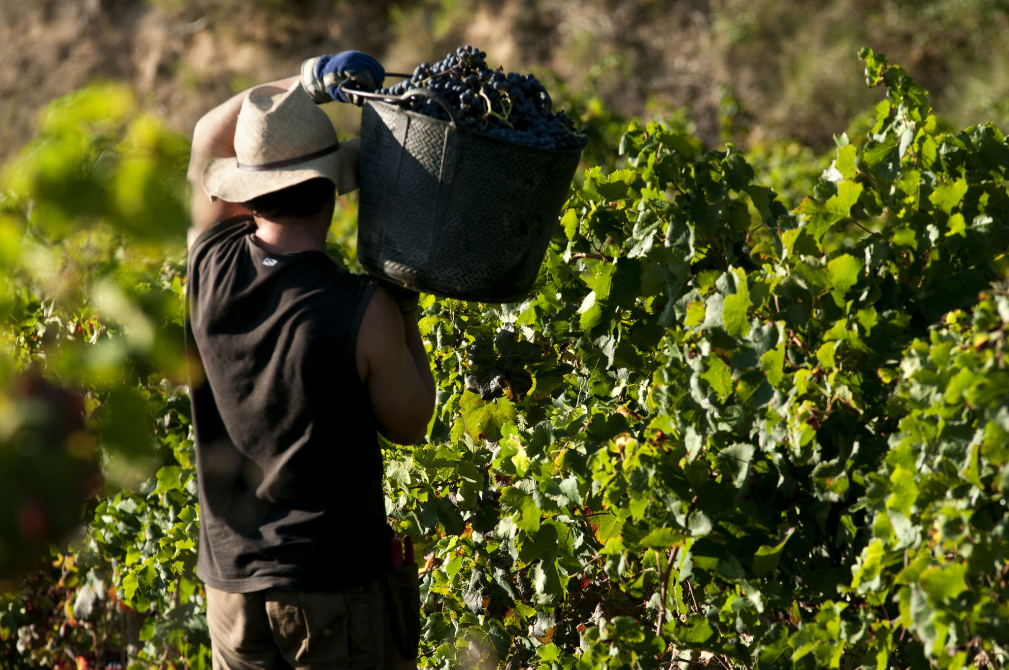 grape harvest