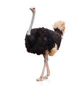Portrait Of A Ostrich