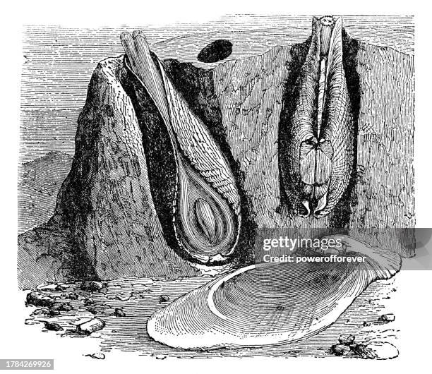 common piddock clam (pholas dactylus) boring into stone - 19th century - boring clam stock illustrations