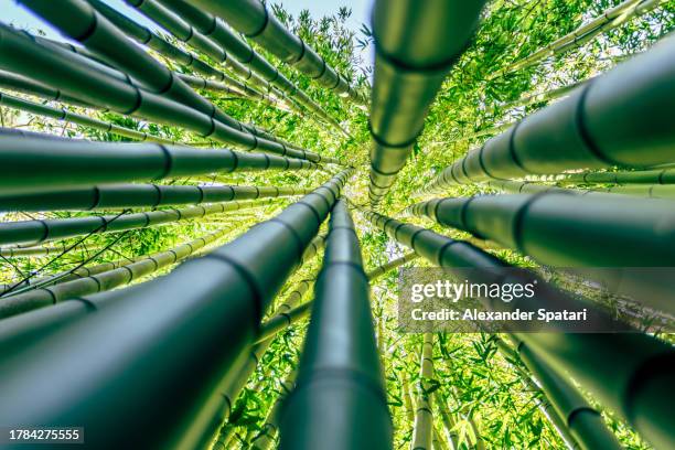 low angle view of bamboo forest - bamboo landscape stock pictures, royalty-free photos & images