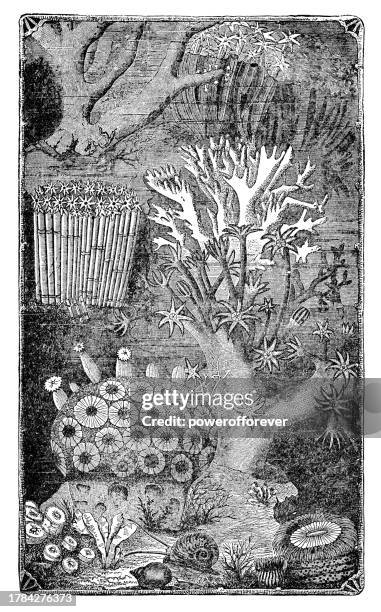 verschiedene korallenarten auf einem riff - 19. jahrhundert - meeresboden stock-grafiken, -clipart, -cartoons und -symbole