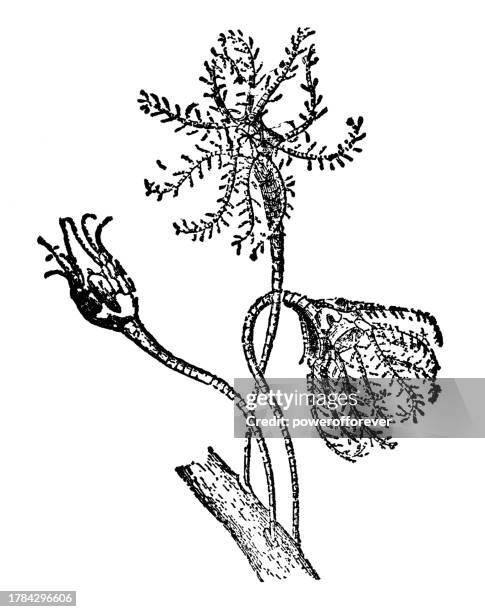 ilustraciones, imágenes clip art, dibujos animados e iconos de stock de crinoideo estrella de plumas del mediterráneo (antedon mediterranea) - siglo xix - scyphocrinites elegans