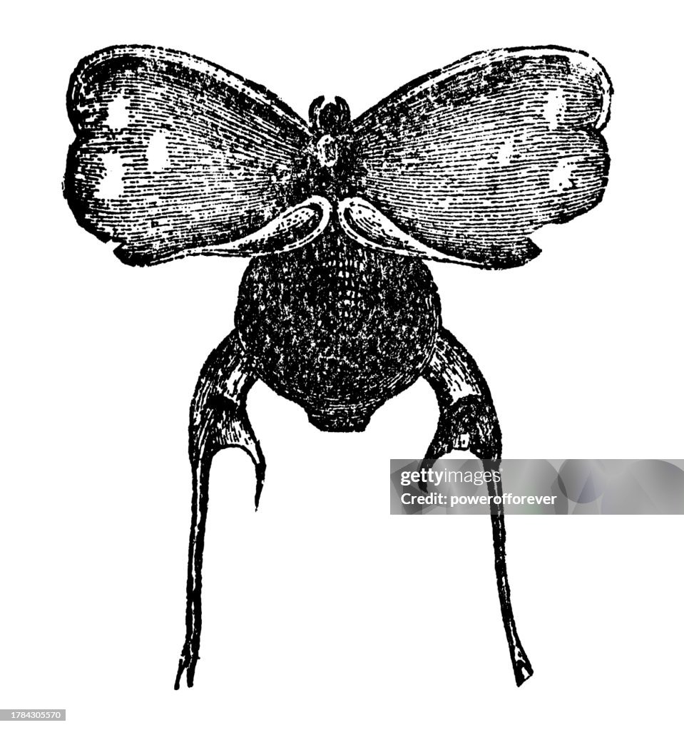 Cavoline Shell Three Toothed Cavoline Sea Butterfly 19th Century High-Res Vector ...