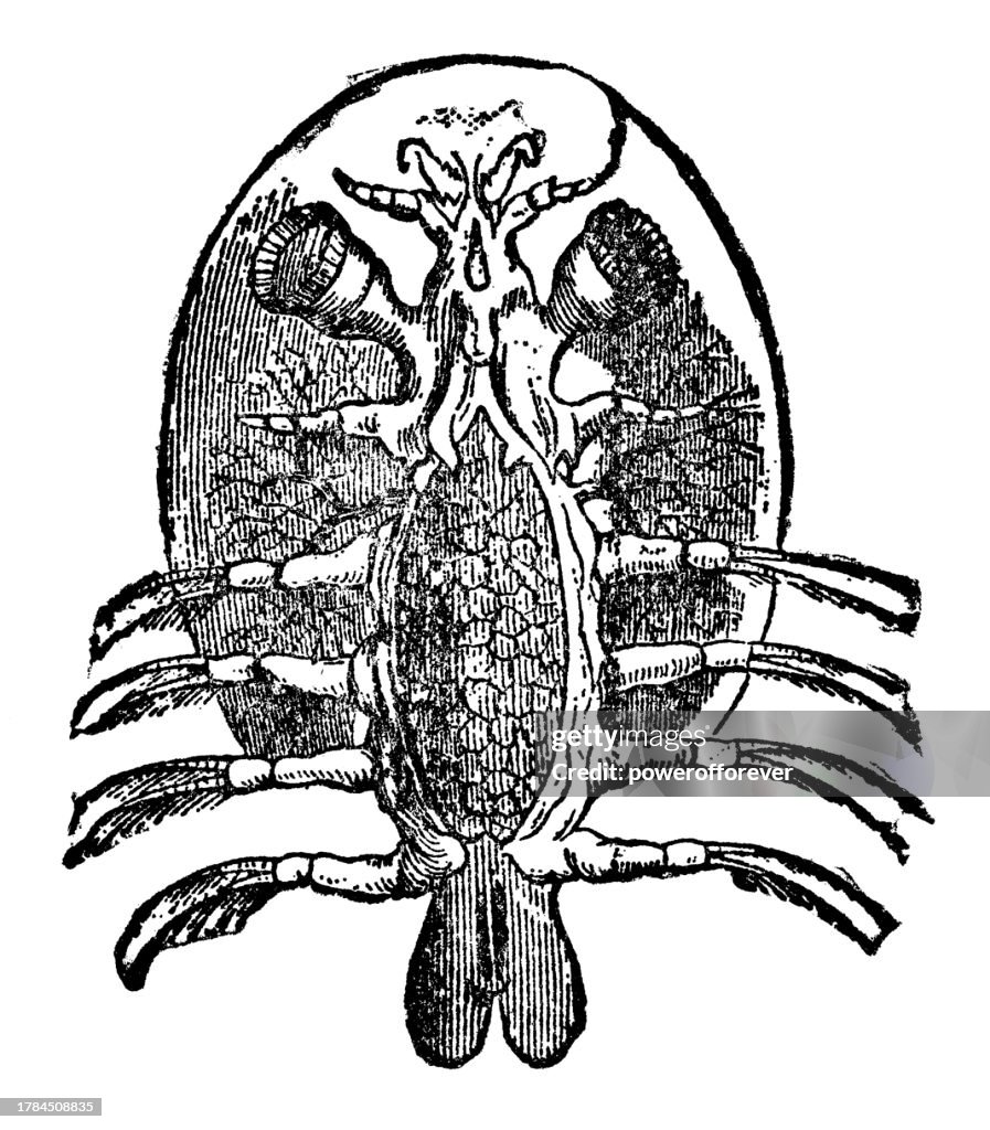Argulus Common Fish Louse 19th Century High-Res Vector Graphic - Getty Images