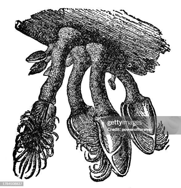 gooseneck barnacles (pollicipes) - 19th century - pollicipes polymerus stock illustrations