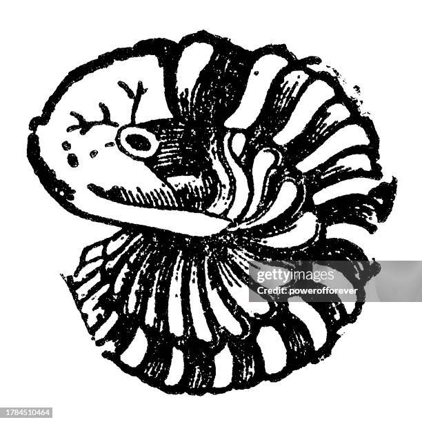 fossil of a calymene trilobite - 19th century - extinct stock illustrations