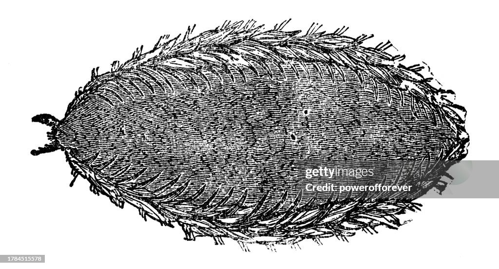 Common Sea Mouse (Aphrodita Aculeata) - 19th Century
