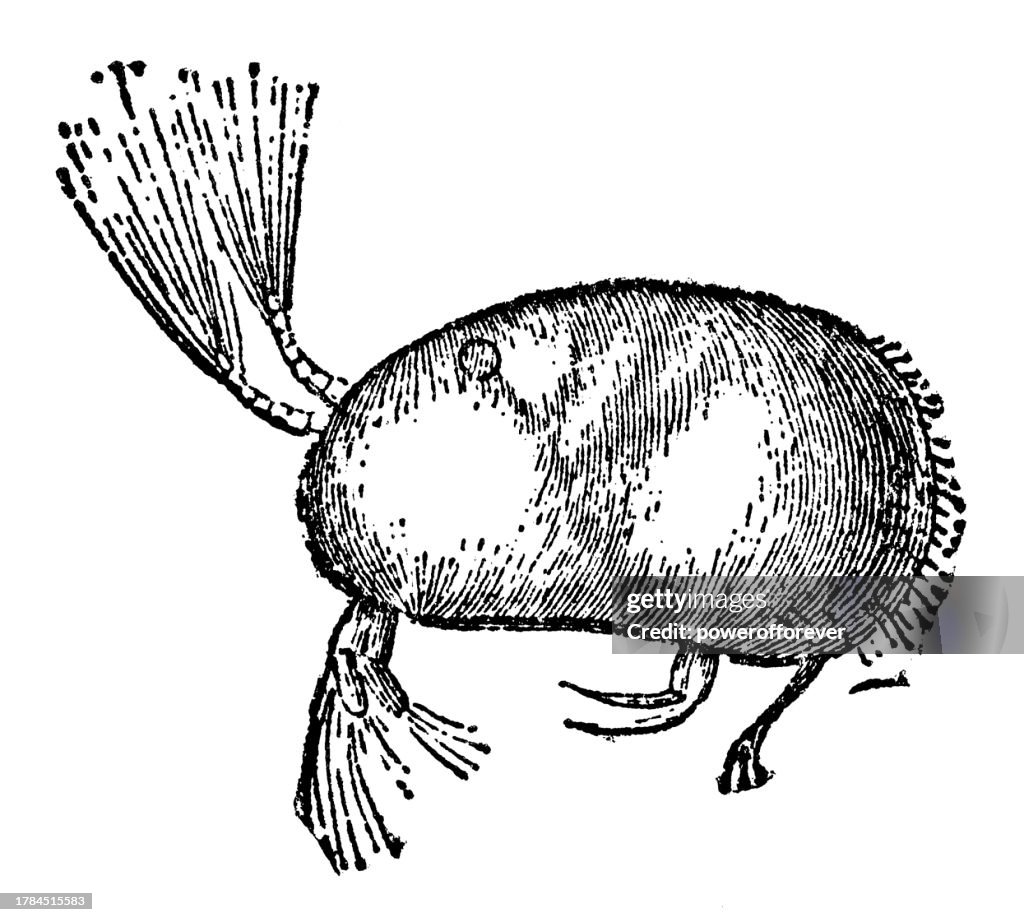 Shell Crab (Notodromas Monacha) - 19th Century