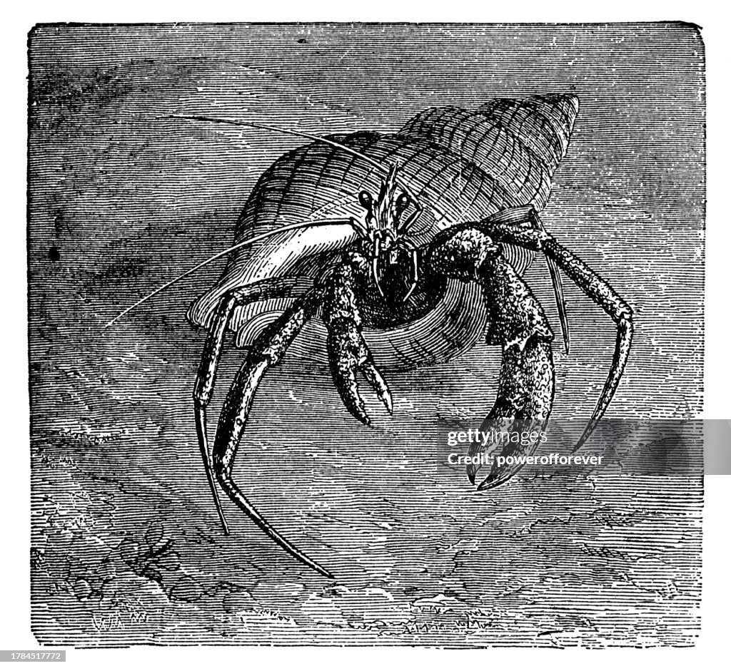Hermit Crab (Diogenes Miles) - 19th Century