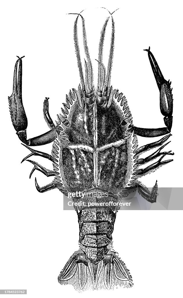 Decapid Blind Deep Sea Decapod Crustacean 19th Century High-Res Vector Graphic ...
