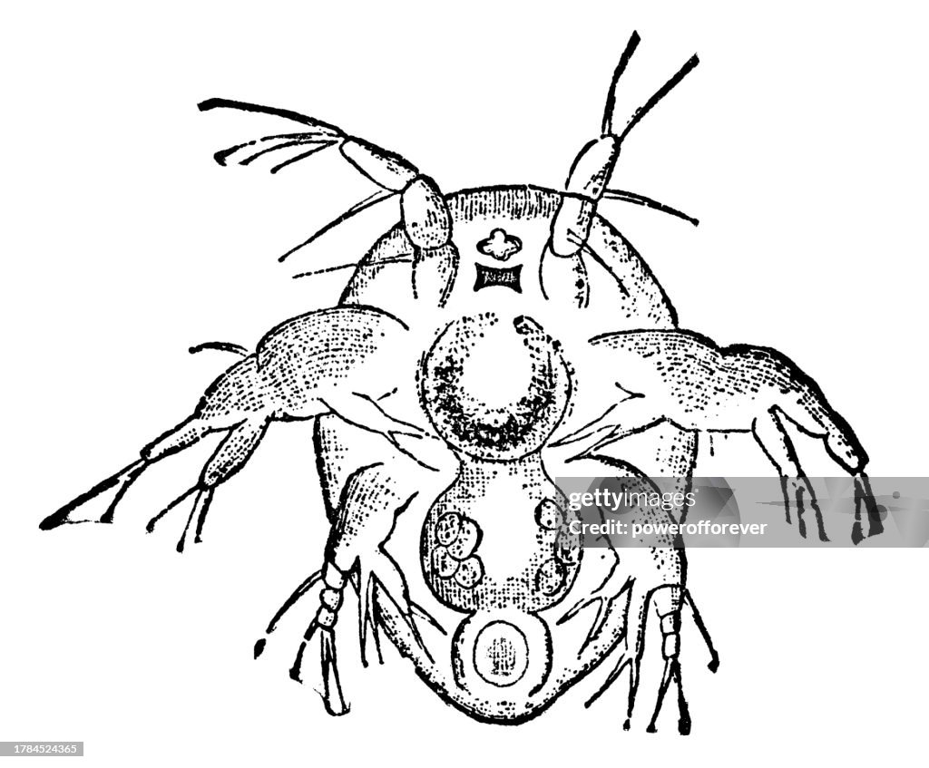 Cyclops Copepod Nauplius Larva - 19th Century