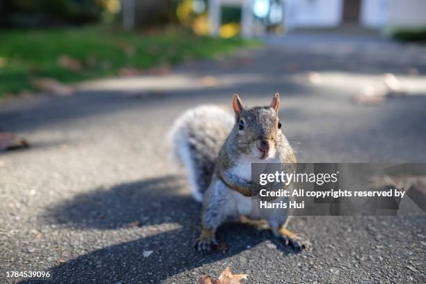 squirrel empty hands - richmond british columbia stock pictures, royalty-free photos & images