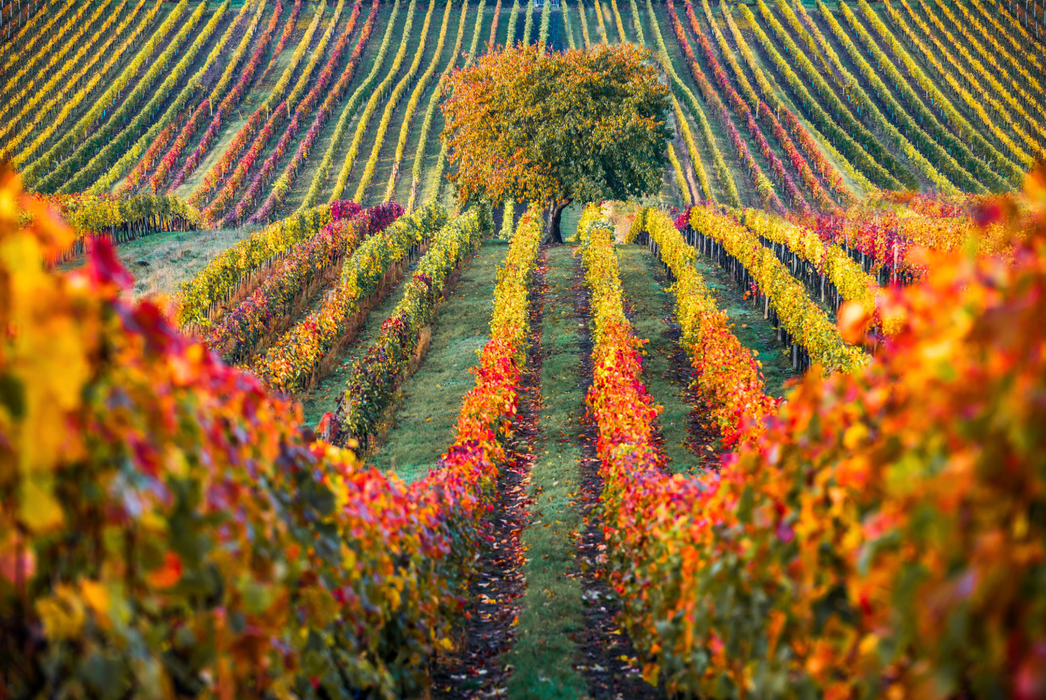 vineyard autumn