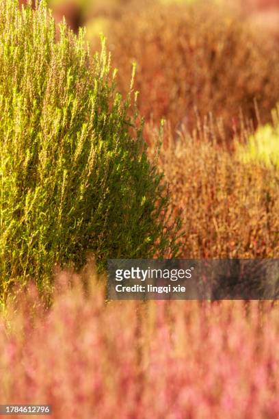 a close-up of kochia shoots turning red in autumn. - south korea v japan stock pictures, royalty-free photos & images