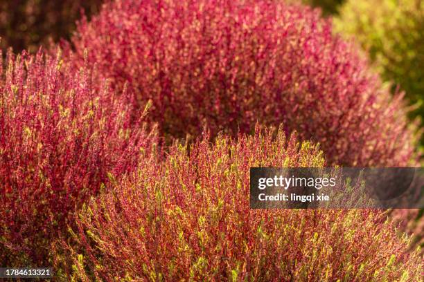 a close-up of kochia shoots turning red in autumn. - south korea v japan stock pictures, royalty-free photos & images