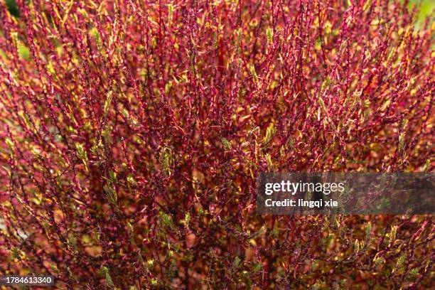 a close-up of kochia shoots turning red in autumn. - south korea v japan stock pictures, royalty-free photos & images