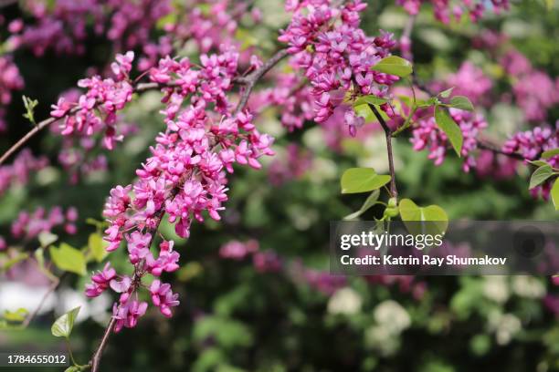 blooming cercis canadensis - redbud tree stock-fotos und bilder