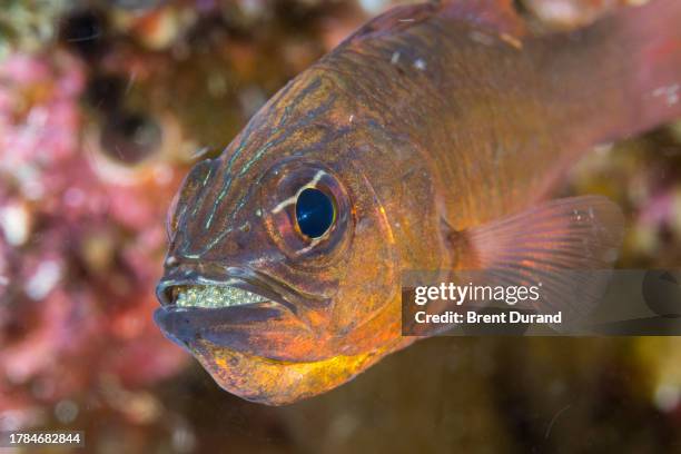 cardinalfish mouthbrooding eggs - cardinalfish stock pictures, royalty-free photos & images