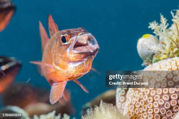 42 Mouth Brooding Fish Stock Photos, High-Res Pictures, and Images ...