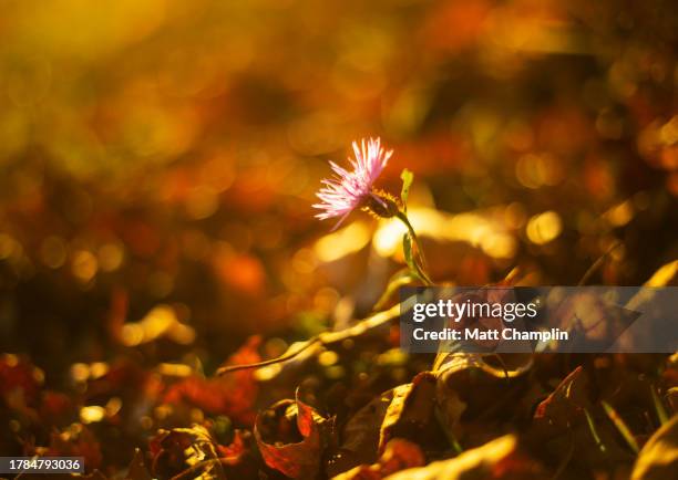 aster flower growing in autumn - syracuse new york stock pictures, royalty-free photos & images