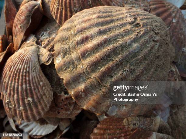 90 Snail Teeth Stock Photos, High-Res Pictures, and Images - Getty Images