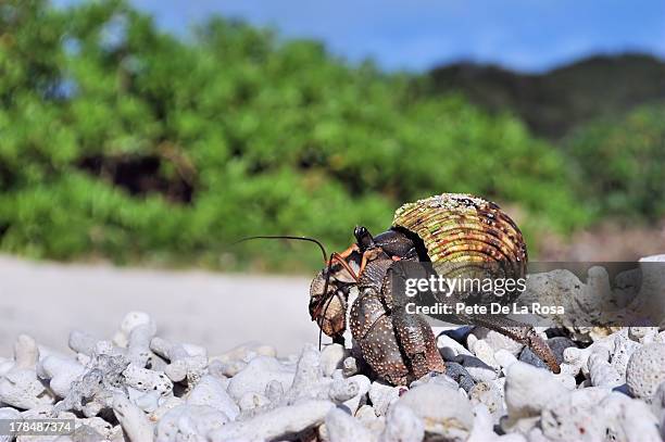 hermit crab - hermit crab stock pictures, royalty-free photos & images