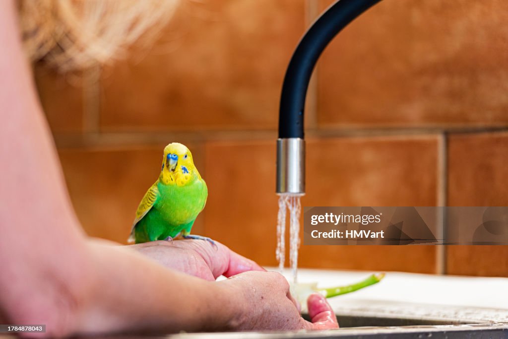 Junger männlicher Wellensittich entspannt sich auf der Hand des Besitzers in der Nähe des Wasserhahns an der Küchenspüle