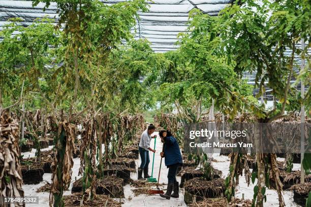 Workers clean out the vanilla nursery greenhouse at Gaya vanilla plantation in Papantla, Mexico, Wednesday, Aug. 23, 2023. Vanilla, grown in Mexico...