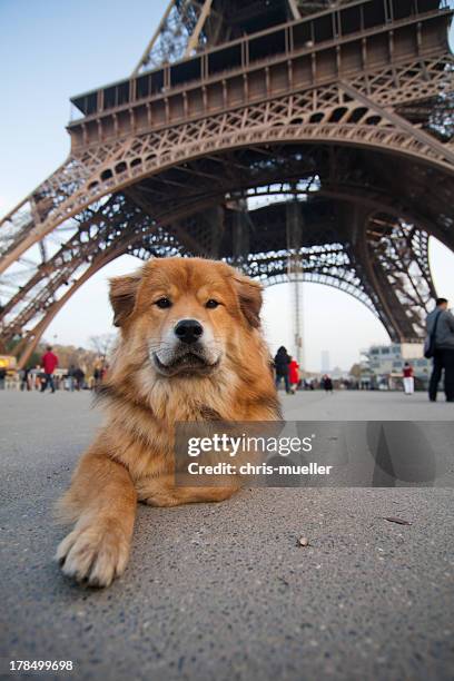 dog lies in front of the Eiffel tower