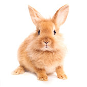 A brown furry haired rabbit against a white background