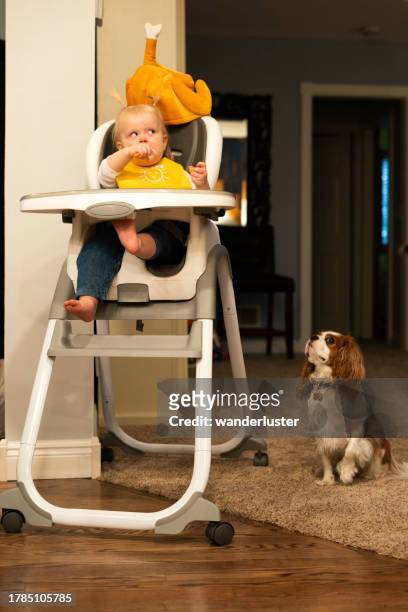 cão observa criança comer em uma cadeira alta - dog thanksgiving - fotografias e filmes do acervo