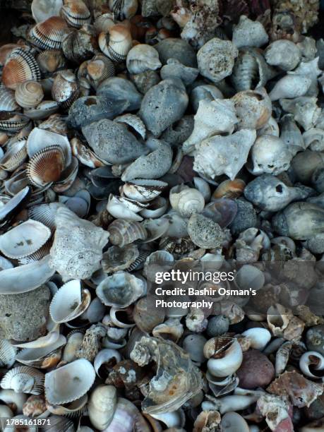 Shell High Resolution Tusk Shells Photos and Premium High Res Pictures - Getty Images
