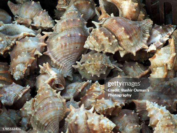 90 Snail Teeth Stock Photos, High-Res Pictures, and Images - Getty Images