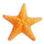 The common Caribbean starfish.