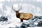 Elk or wapiti (Cervus canadensis) Yellowstone National Park, Wyoming, USA