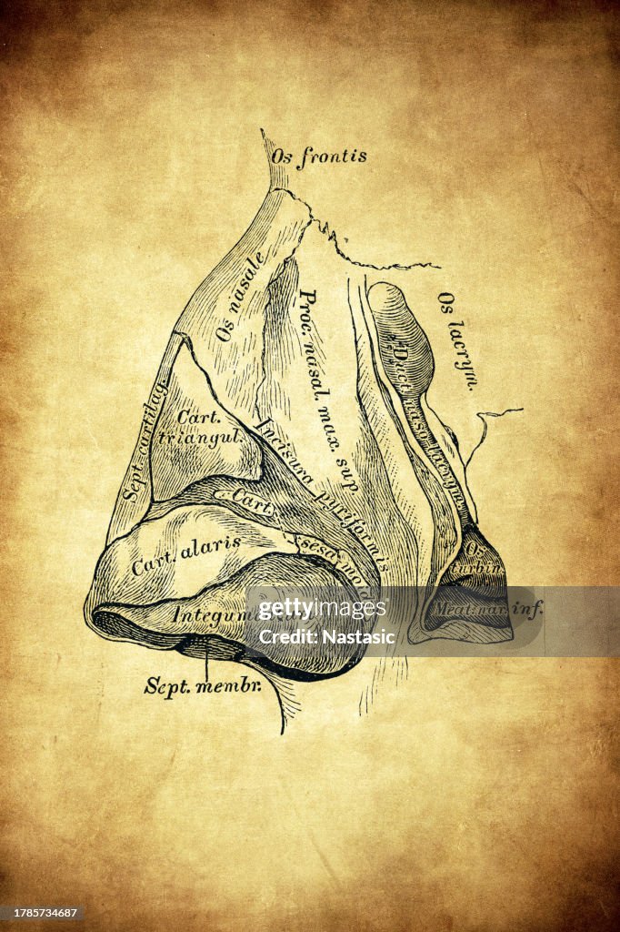 The cartilages of the nasal structure, lateral view