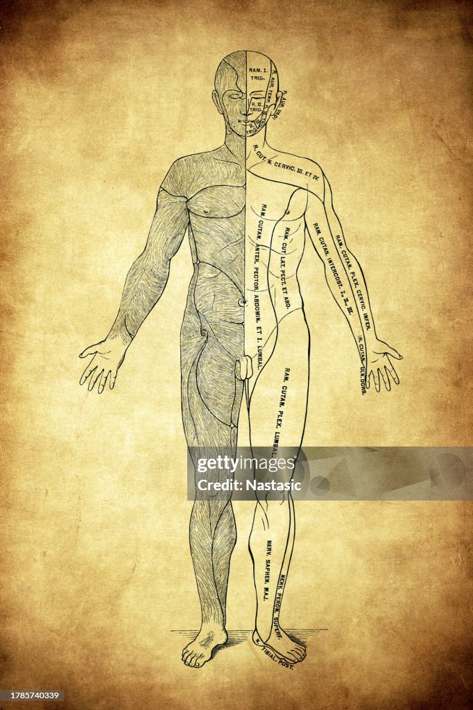 The direction of the hair and the branching areas of the cutaneous nerves