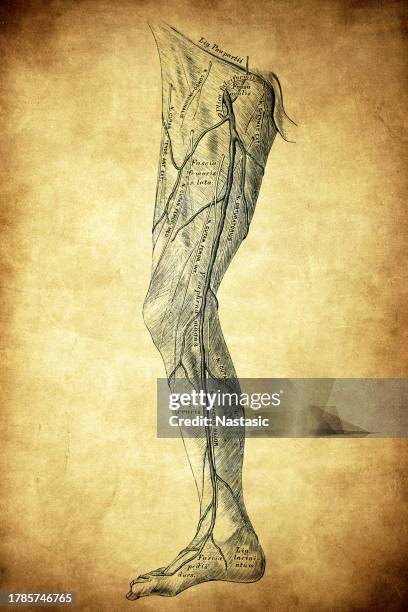 the fascia of the lower extremity on the outer side - internal anatomy stock illustrations