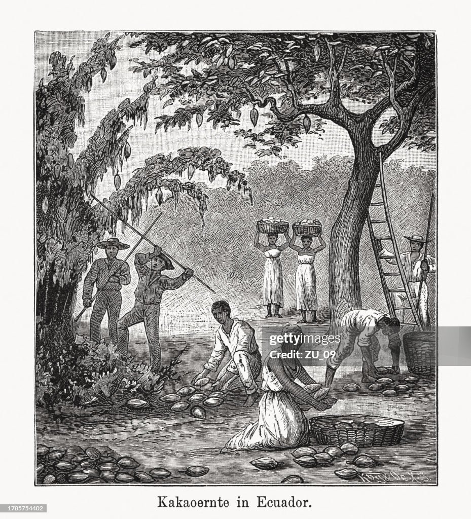 Cocoa bean harvest in Ecuador, wood engraving, published in 1894