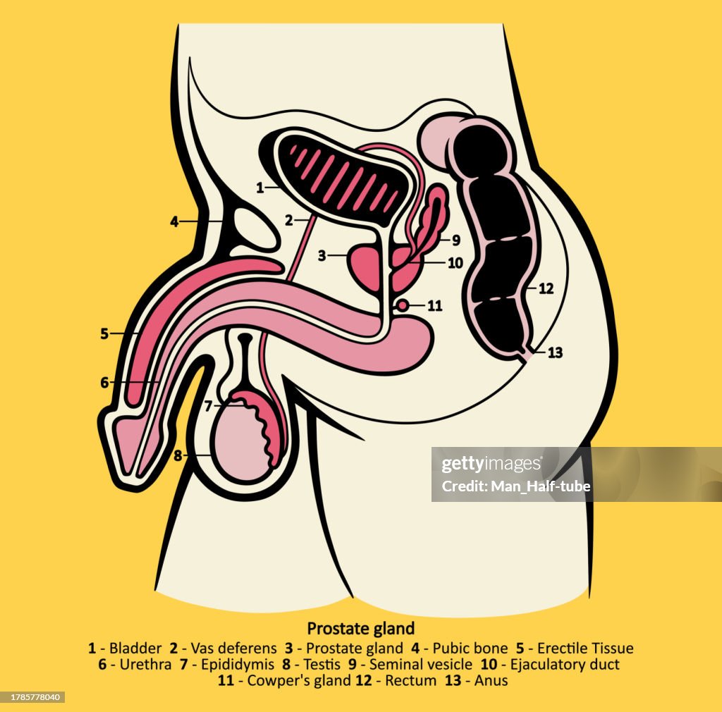 Prostate gland, Male reproductive system