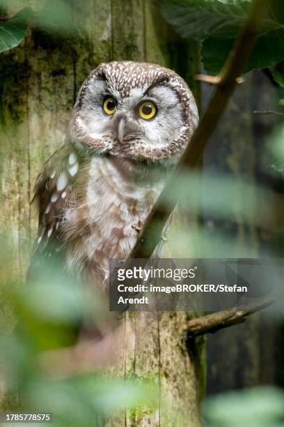 rough-legged owl, animal enclosure, neuschoenau, bavarian forest, bavaria, germany - african wood owl stock-fotos und bilder