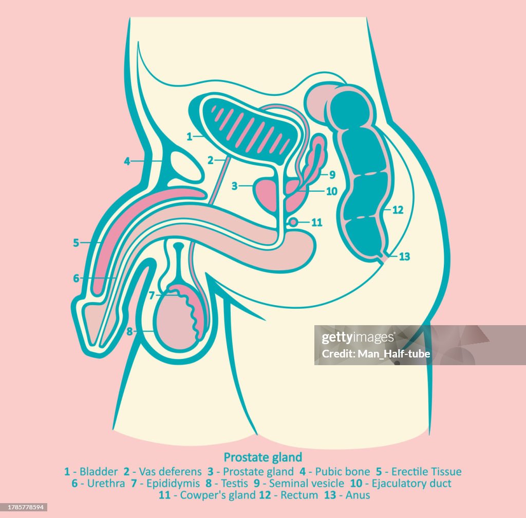 Prostate gland, Male reproductive system