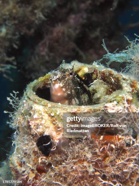 a sabre-toothed blenny (petroscirtes mitratus) peering out of a plastic canister, marine litter, house reef dive site, mangrove bay, el quesir, red sea, egypt - false cleanerfish stock pictures, royalty-free photos & images